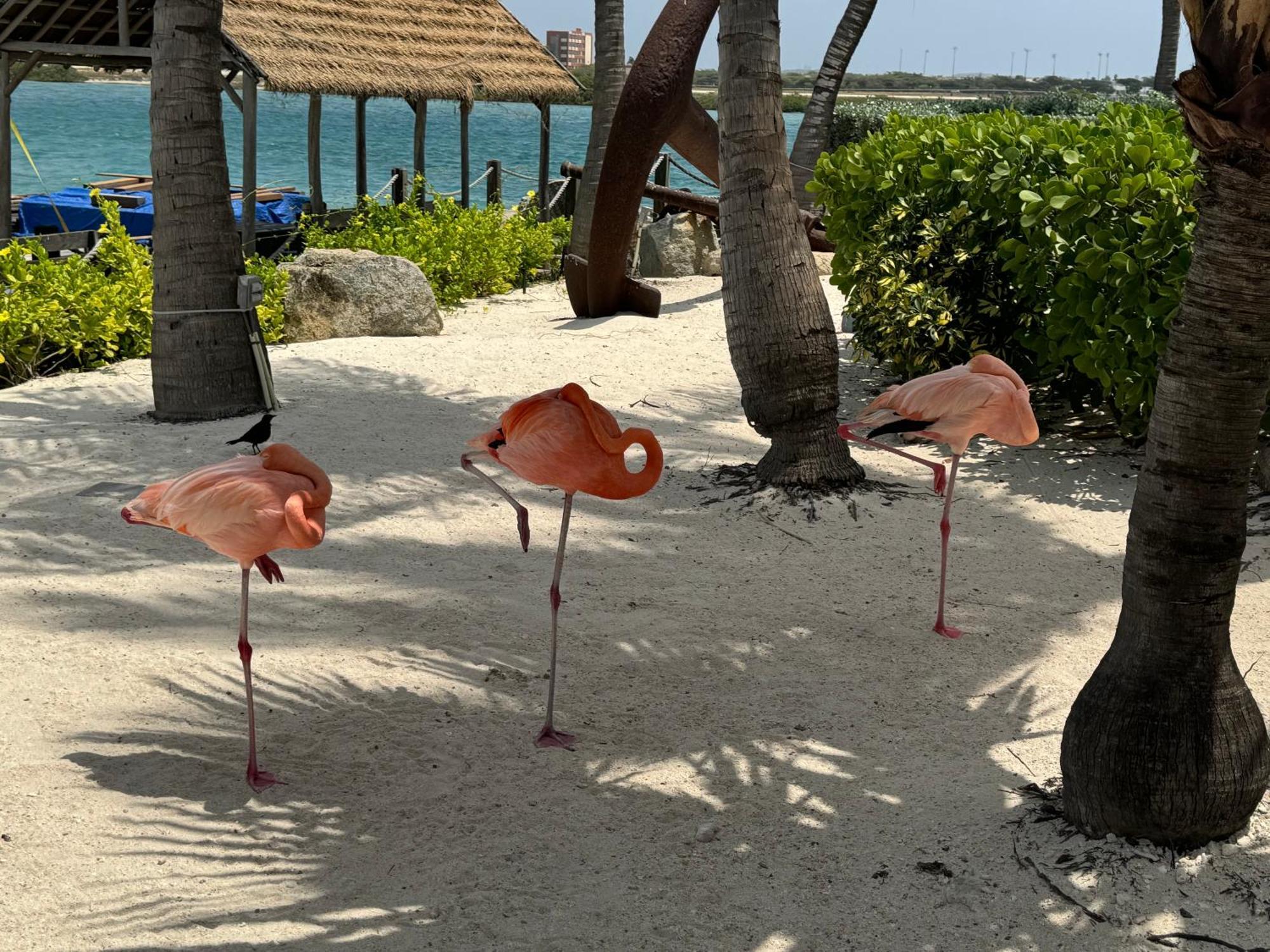 Central Boutique Hotel Oranjestad Zewnętrze zdjęcie